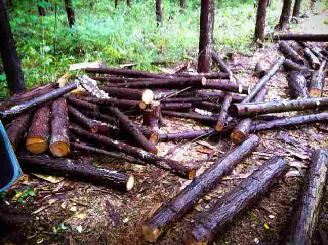 firewood (5)