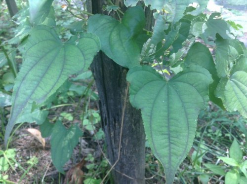 ヤマノイモ自然薯の葉の見分け方似ている植物ニガカシュウのムカゴの見分け方