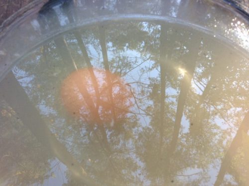 egg-floating-testはfailed