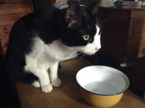 ネコが水を飲まない！100円で試せる猫が水を飲む不思議な水飲み容器 