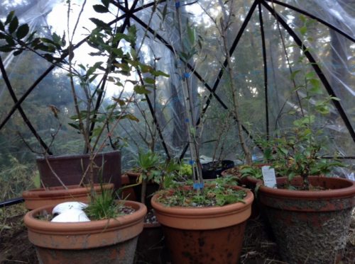 ビニール温室の注意点 植物の耐寒性と越冬方法