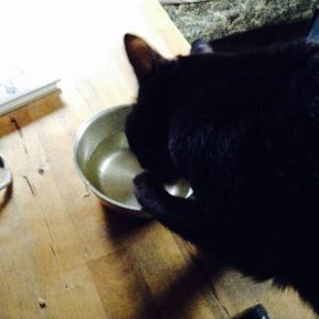 手で水を飲む猫ミシェル